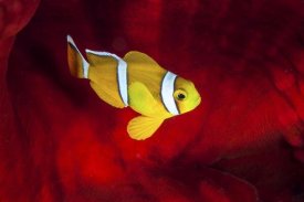 Barathieu Gabriel - Clownfish