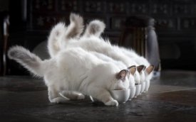 Timo.Photo (Timo Lehto) - Let There Be Milk