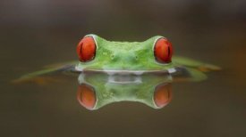 Kutub Uddin - Burning Eyes