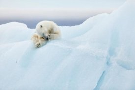 Joan Gil Raga - Polar Bear Grooming