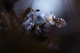 Fabien Bravin - In Your Dreams, Everything Is Alright