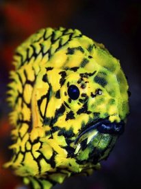 Barathieu Gabriel - Pineconefish
