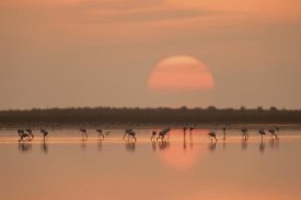 Joan Gil Raga - Flamingos At Sunrise
