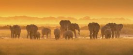 David Hua - Golden Light