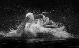 C.S. Tjandra - Bath