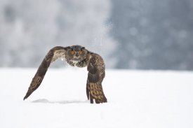 Milan Zygmunt - Eurasian Eagle-Owl