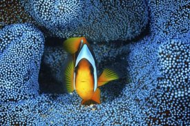 Barathieu Gabriel - Clownfish In Blue Anemone