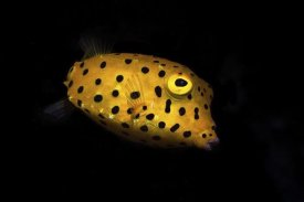 Barathieu Gabriel - Yellow Boxfish