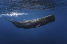 Barathieu Gabriel - Sperm Whale