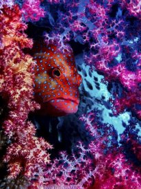 Dani Barchana - Coral Hind