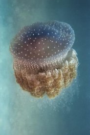 Yaron Halevy - Jellyfish Phylorhiza Punctata
