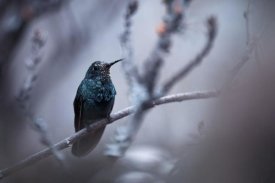 Fabien Bravin - Electrical Blue