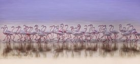 Ahmed Thabet - Comrades In Color