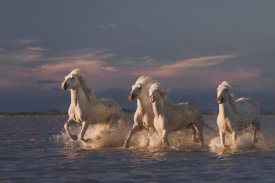 Rostovskiy Anton - Angels Of Camargue