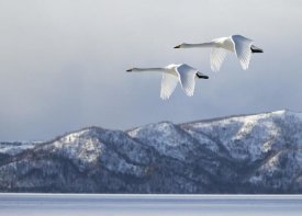 C.S. Tjandra - Swan at Kussharo Lake