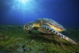 Barathieu Gabriel - Green Turtle