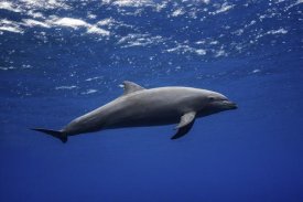 Barathieu Gabriel - Dolphin