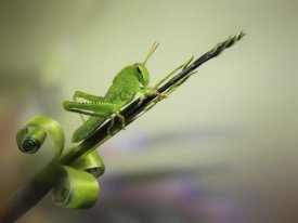Jimmy Hoffman - Saltamontes