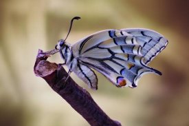 Jimmy Hoffman - Basking