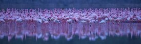 David Hua - Flamingos