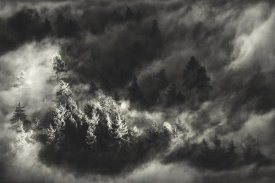 Samir Pajic - Trees in Mist