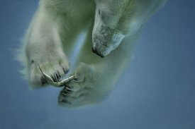 Peter Wagner - Icebaer
