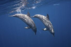 Barathieu Gabriel - Two Bottlenose Dolphins