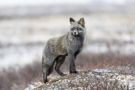 Alessandro Catta - Cross Fox