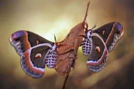 Jimmy Hoffman - Robin Moths