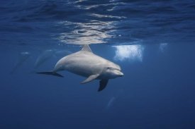 Barathieu Gabriel - Curious Dolphin