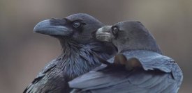 J. Del Alar - Hermanos Corax