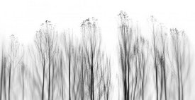 Paulo Abrantes - No Grounds