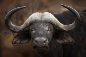 Mario Moreno - A Buffalo Portrait