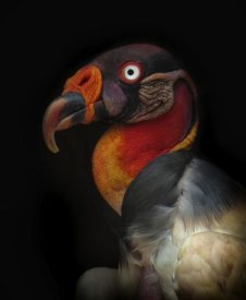 Ferdinando Valverde - King Vulture-Sarcoramphus Papa