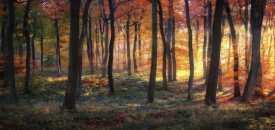 Photokes - Autumn Woodland Sunrise