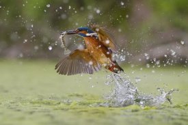 Marco Redaelli - Green Fishing