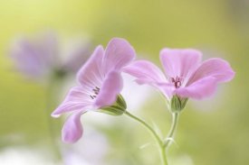 Mandy Disher - Pink Melody