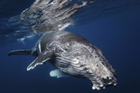 Barathieu Gabriel - Humpback Whale