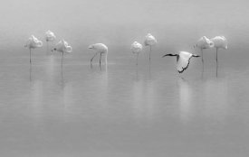 Massimo Mei - Shades Of Gray
