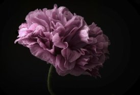 Lotte Gronkjaer - Poppy