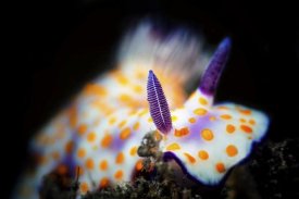 Barathieu Gabriel - Nudibranche