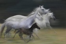 Milan Malovrh - In Gallop