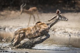 Thomas Andersson - Kudu jump