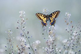 Petar Sabol - Swallowtail beauty