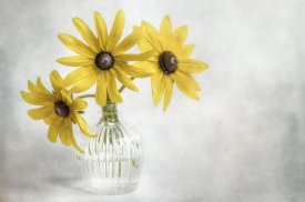 Mandy Disher - Rudbeckia