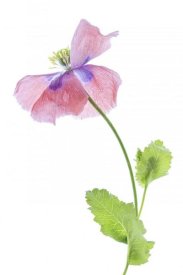 Mandy Disher - Poppy