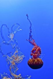 Fred Walker - Jellyfish 44