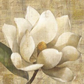 Albena Hristova - Magnolia Blossom on Script