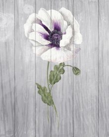 Elyse DeNeige - Poppy II