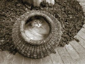Jim Dratfield - Cat in a Basket